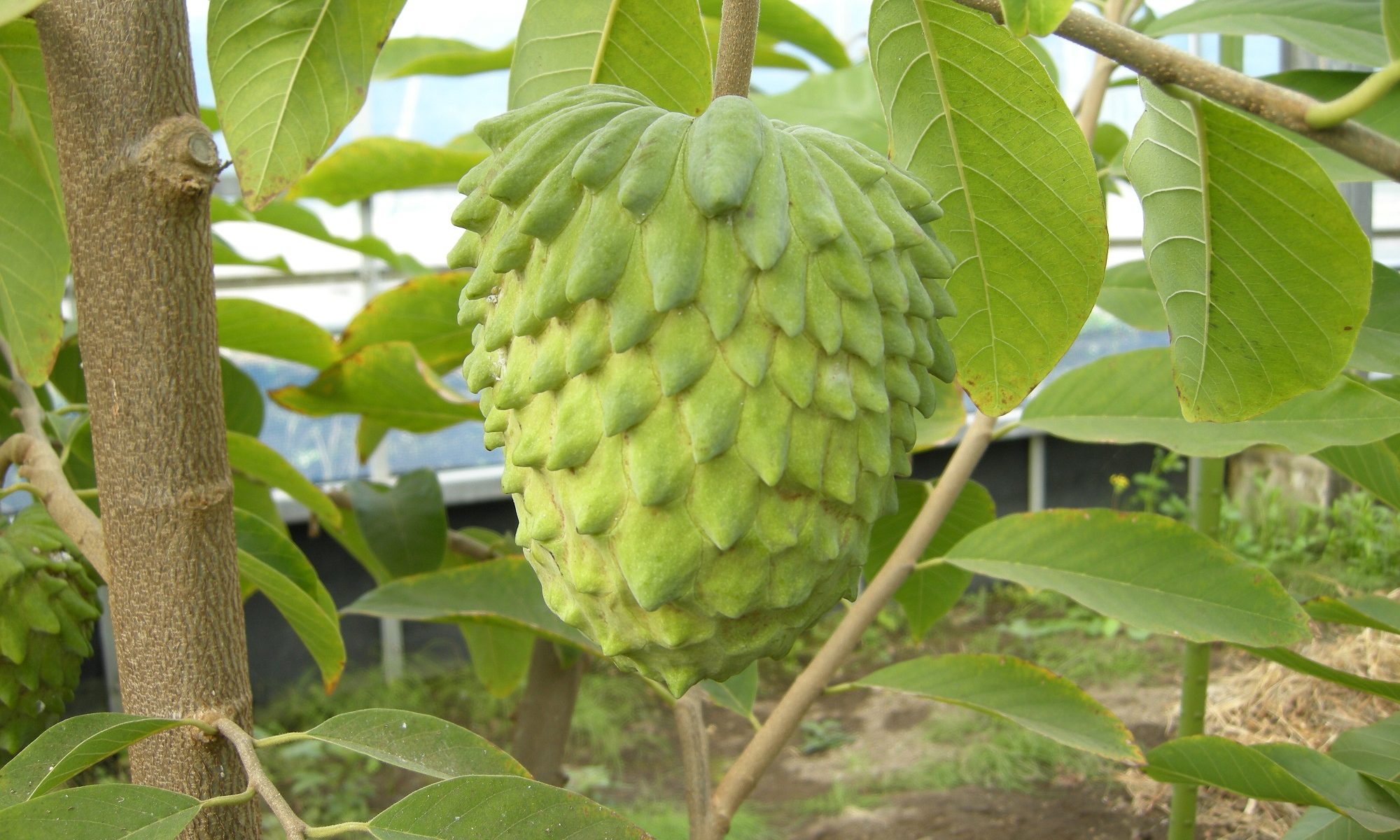 Agri Manager Global